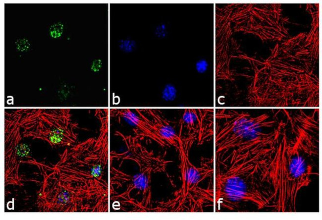 Phospho-Paxillin (Ser126) Antibody in Immunocytochemistry (ICC/IF)