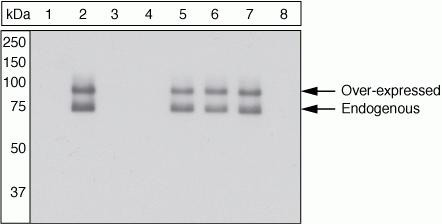Phospho-Paxillin (Ser273) Antibody in Western Blot (WB)