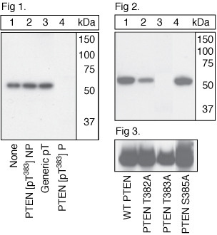 Phospho-PTEN (Thr383) Antibody in Western Blot (WB)
