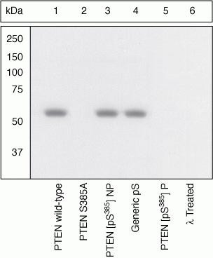 Phospho-PTEN (Ser385) Antibody in Western Blot (WB)