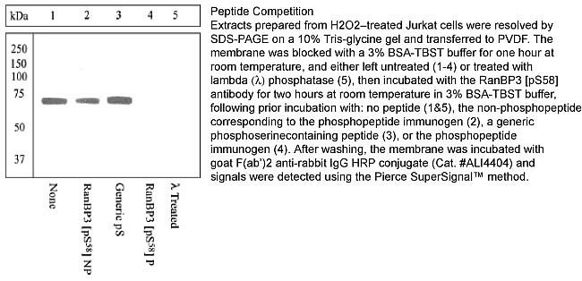 Phospho-RANBP3 (Ser58) Antibody in Western Blot (WB)