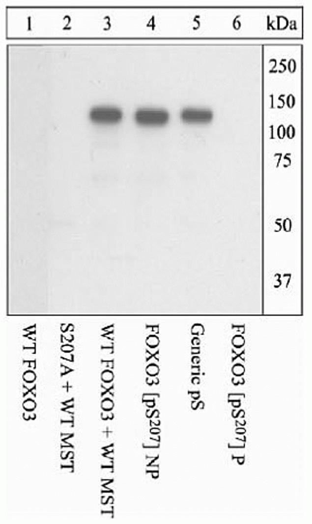Phospho-FOXO1/FOXO3 (Ser207, Ser212) Antibody in Western Blot (WB)