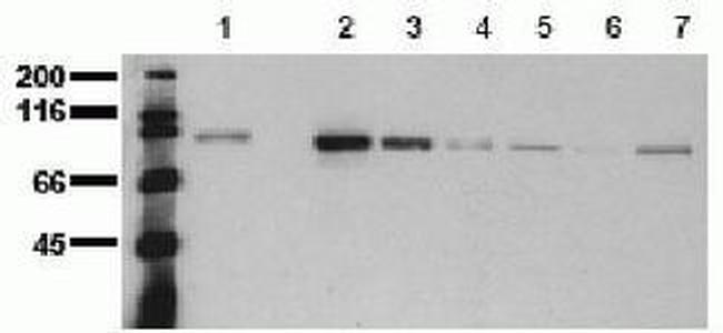 beta Catenin Antibody in Western Blot (WB)