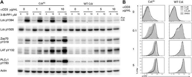 Phospho-LAT (Tyr132) Antibody in Western Blot (WB)
