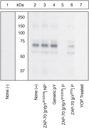 Phospho-Zap-70 (Tyr315, Tyr319) Antibody in Western Blot (WB)