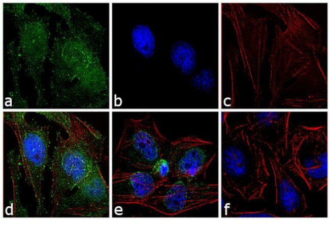 Phospho-c-Abl (Tyr245) Antibody in Immunocytochemistry (ICC/IF)