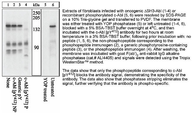 Phospho-c-Abl (Tyr412) Antibody in Western Blot (WB)