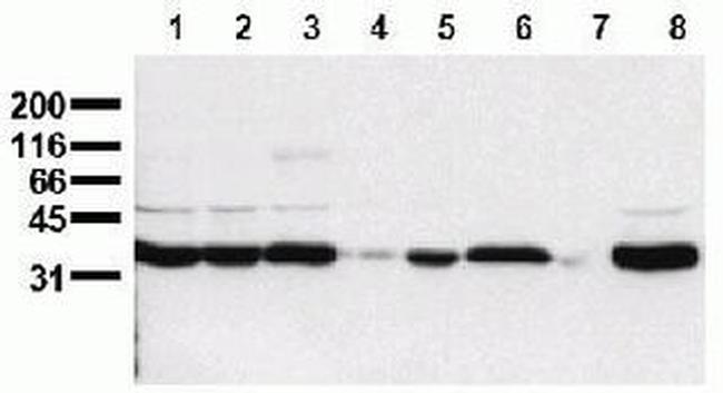 PLSCR1 Antibody in Western Blot (WB)