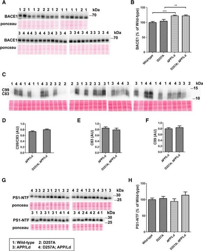 beta Amyloid (142) Polyclonal Antibody (44344)
