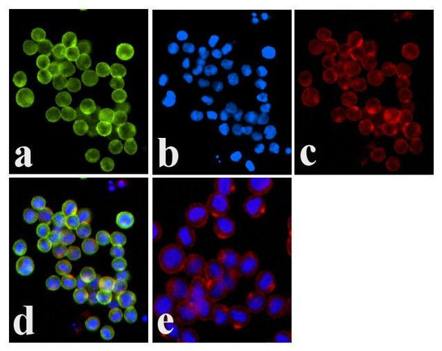 Phospho-JAK1 (Tyr1034, Tyr1035) Antibody in Immunocytochemistry (ICC/IF)