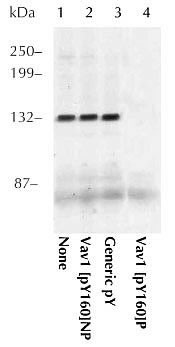 Phospho-VAV1 (Tyr160) Antibody in Immunoprecipitation (IP)