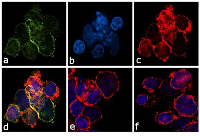 Phospho-c-Kit (Tyr823) Antibody in Immunocytochemistry (ICC/IF)