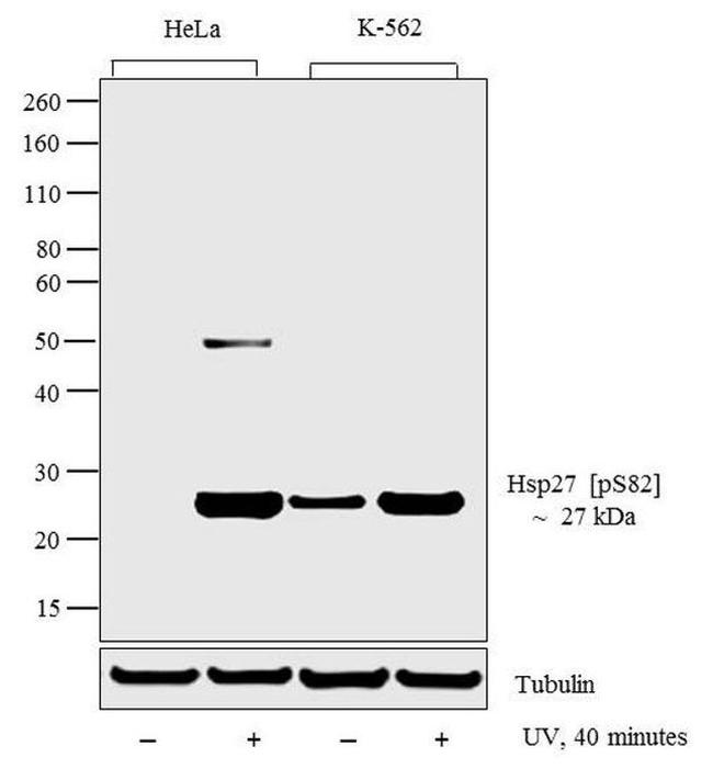 Phospho-HSP27 (Ser82) Antibody