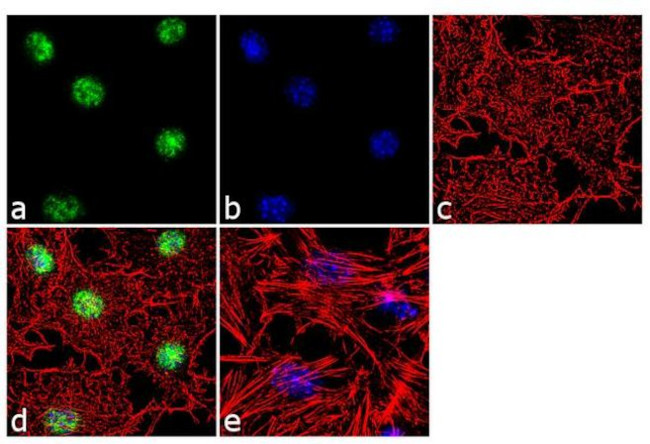 Phospho-SHP2 (Ser576) Antibody in Immunocytochemistry (ICC/IF)
