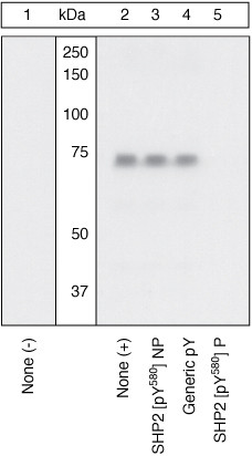 Phospho-SHP2 (Tyr580) Antibody in Western Blot (WB)