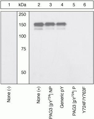 Phospho-ASAP2 (Tyr724) Antibody in Western Blot (WB)