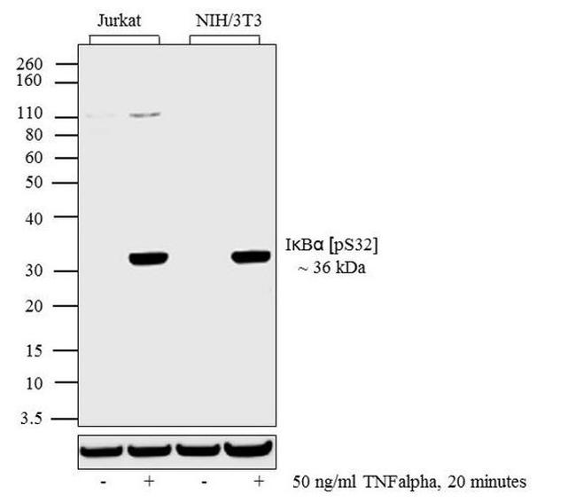 Phospho-I-kappa-B-alpha (Ser32) Antibody in Western Blot (WB)