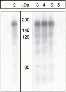 Phospho-IRS1 (Ser312) Antibody in Western Blot (WB)