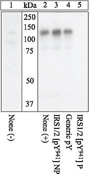 Phospho-IRS1 (Tyr941) Antibody in Western Blot (WB)