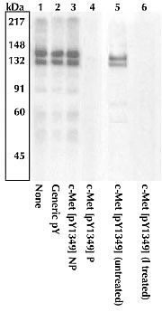 Phospho-c-Met (Tyr1349) Antibody in Western Blot (WB)