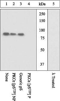 Phospho-PKC epsilon (Ser729) Antibody in Western Blot (WB)
