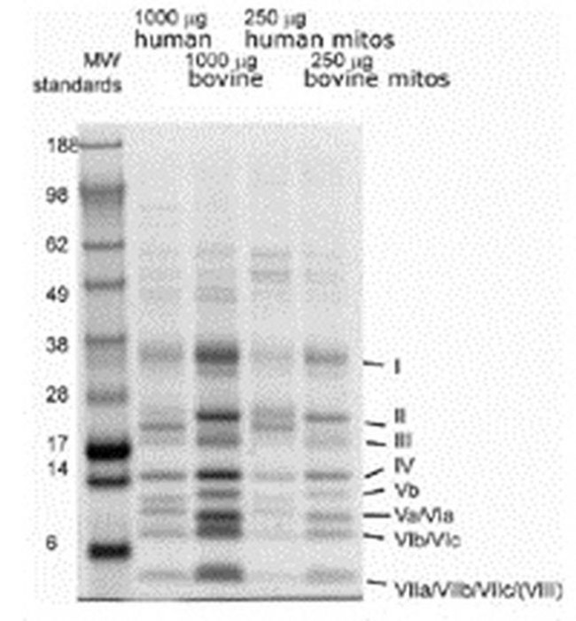 COX4 Antibody in Immunoprecipitation (IP)