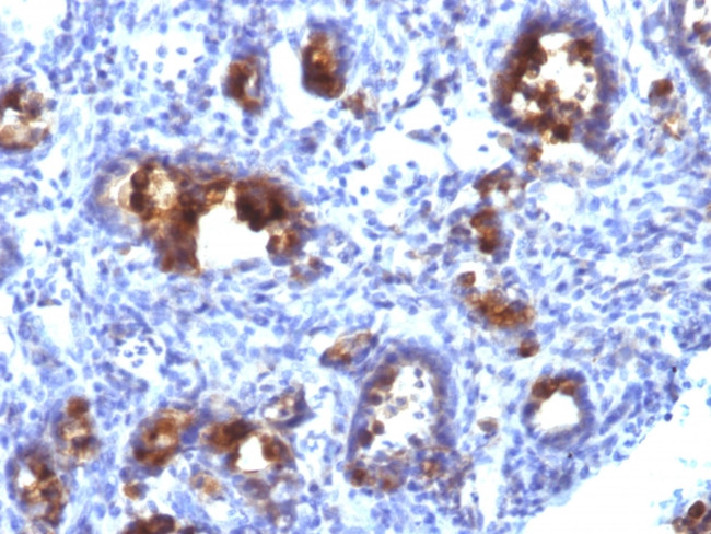 MUC3 (Mucin 3) Antibody in Immunohistochemistry (Paraffin) (IHC (P))