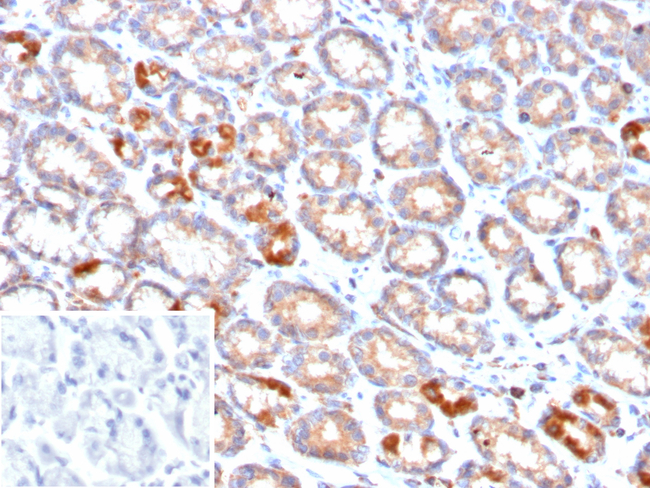 MUC4 (Mucin 4/Gastric Mucin) Antibody in Immunohistochemistry (Paraffin) (IHC (P))