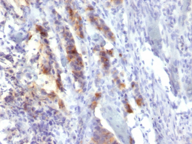 MUC5AC (Mucin 5AC/Gastric Mucin) Antibody in Immunohistochemistry (Paraffin) (IHC (P))