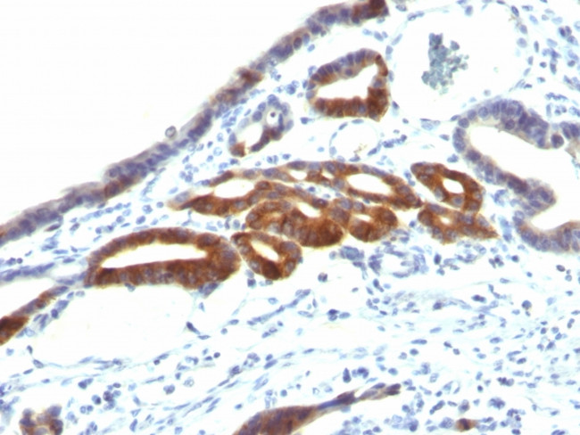 MUC6 (Mucin 6/Gastric Mucin) Antibody in Immunohistochemistry (Paraffin) (IHC (P))