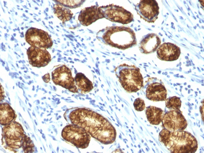 MUC6 (Mucin 6/Gastric Mucin) Antibody in Immunohistochemistry (Paraffin) (IHC (P))