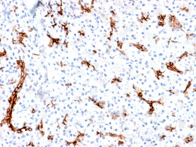 MUC6 (Mucin 6/Gastric Mucin) Antibody in Immunohistochemistry (Paraffin) (IHC (P))