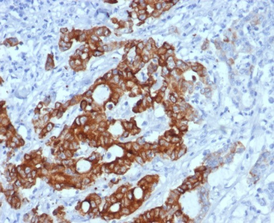 MUC6 (Mucin 6/Gastric Mucin) Antibody in Immunohistochemistry (Paraffin) (IHC (P))