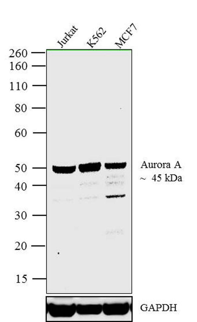 Aurora A Antibody in Western Blot (WB)
