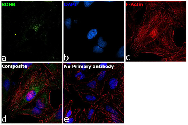 SDHB Antibody in Immunocytochemistry (ICC/IF)