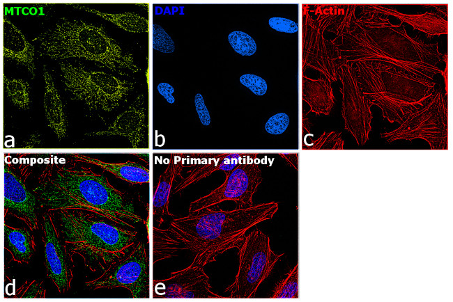 Mto1 Color Code MTCO1 Monoclonal Antibody (1D6E1A8) (459600)