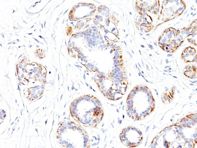 Smooth Muscle Myosin Heavy Chain (SM-MHC) Antibody in Immunohistochemistry (Paraffin) (IHC (P))