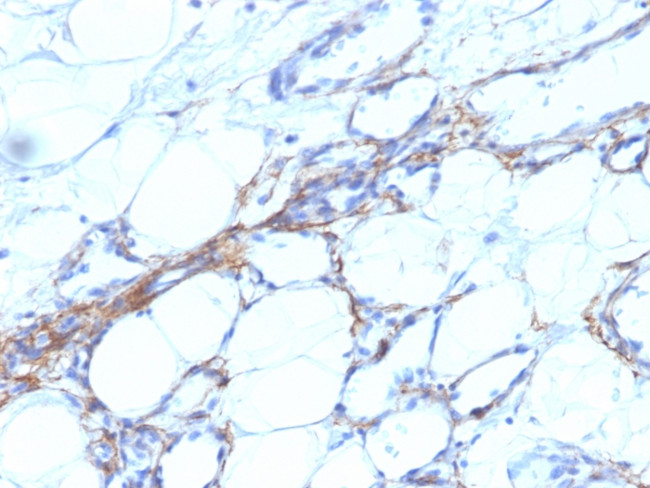 Smooth Muscle Myosin Heavy Chain (SM-MHC) Antibody in Immunohistochemistry (Paraffin) (IHC (P))