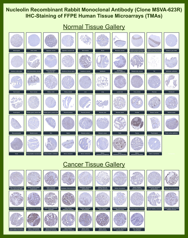 Nucleolin (Marker of Human Cells) Antibody in Immunohistochemistry (Paraffin) (IHC (P))
