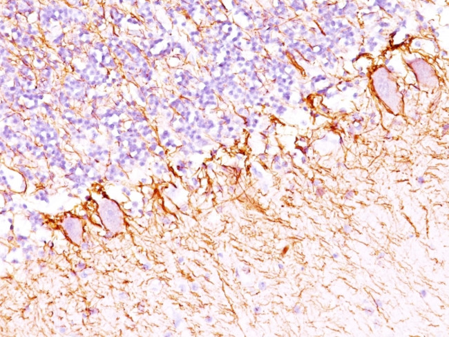 Neurofilament (NF-H) (Neuronal Marker) Antibody in Immunohistochemistry (Paraffin) (IHC (P))