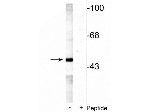 Phospho-MEK5 (Ser311, Thr315) Antibody in Western Blot (WB)