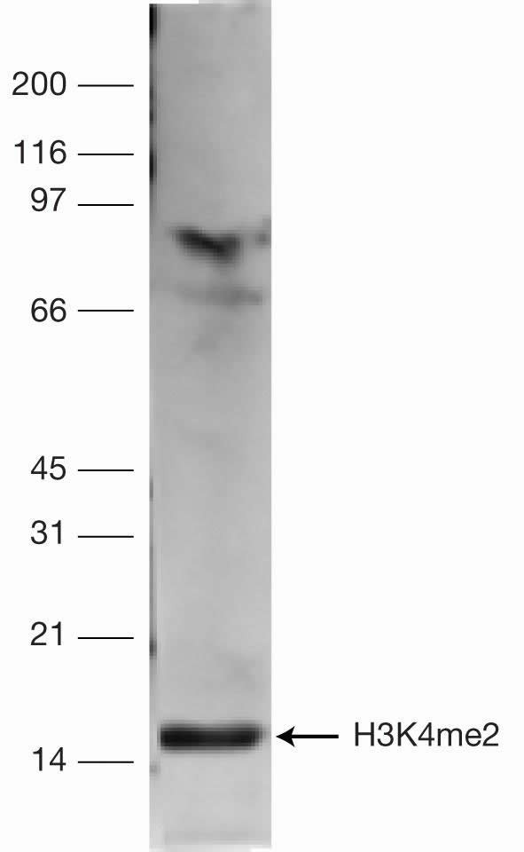 H3K4me2 Antibody in Western Blot (WB)