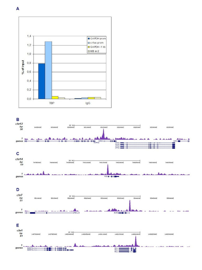 TBP Antibody in ChIP-Sequencing (ChIP-seq)