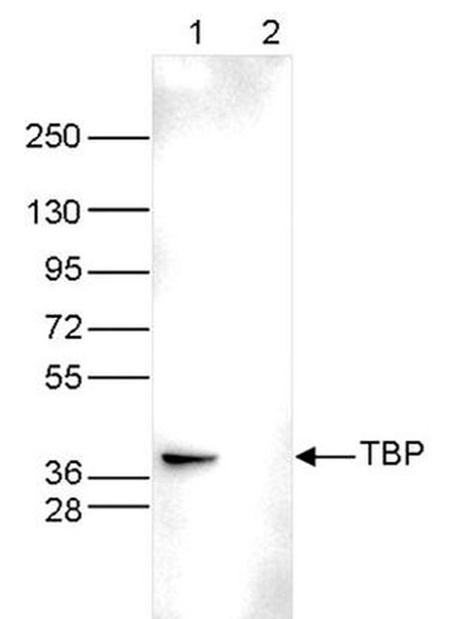 TBP Antibody in Western Blot (WB)