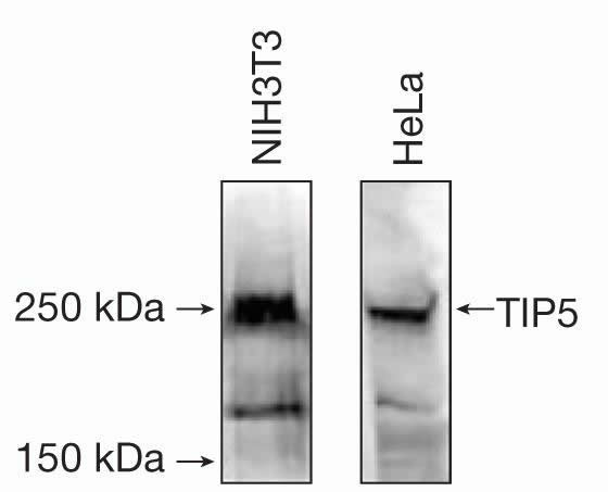 BAZ2A Antibody in Western Blot (WB)