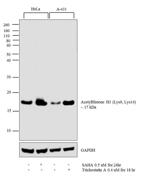 H3K9acK14ac Antibody in Western Blot (WB)