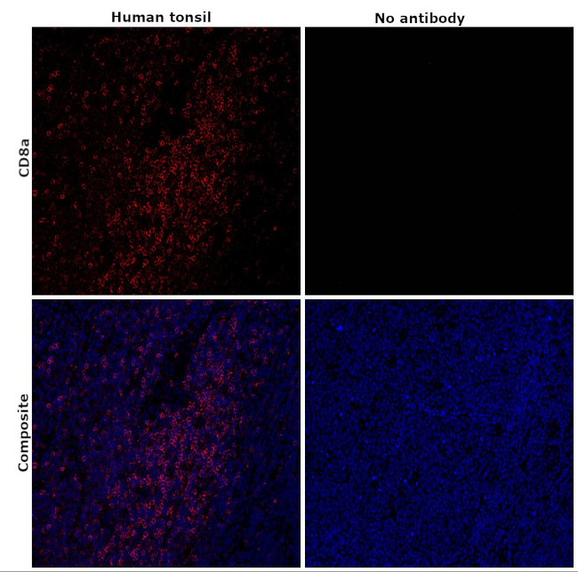 CD8a Antibody in Immunohistochemistry (Paraffin) (IHC (P))