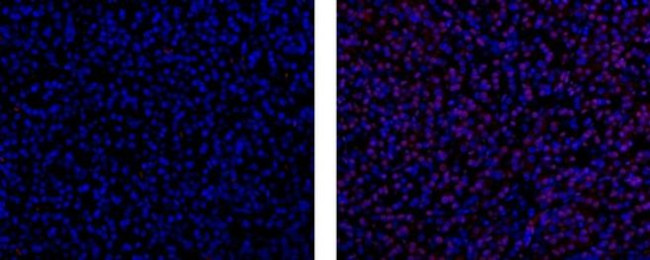 FOXA2 Antibody in Immunohistochemistry (Paraffin) (IHC (P))