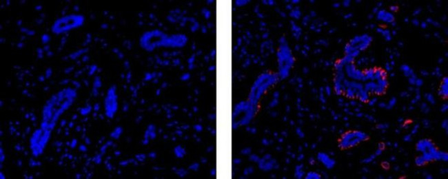 Smooth Muscle Myosin Antibody in Immunohistochemistry (Paraffin) (IHC (P))