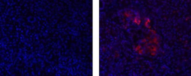 Pdx1 Antibody in Immunohistochemistry (Paraffin) (IHC (P))